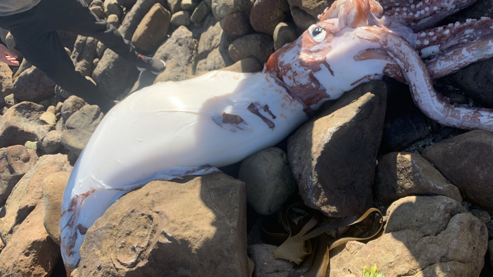 Огромного кальмара выбросило на берег в Южной Африке