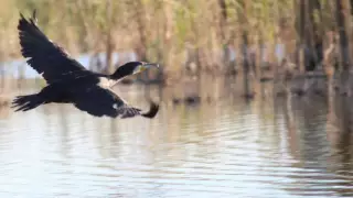 В Алакольском заповеднике сильно сократилась численность птиц