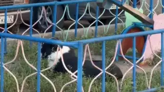 Полиция выстрелила в собаку, нападавшую на людей в Павлодаре