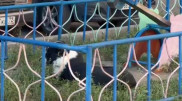 Полиция выстрелила в собаку, нападавшую на людей в Павлодаре