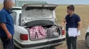 Машину с сотнями рогов сайгаков в багажнике остановили в Улытауской области