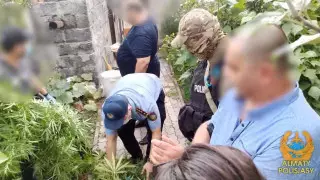 У 57-летнего алматинца изъяли 24 килограмма марихуаны