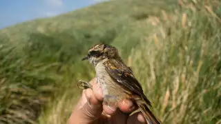 Ученые обнаружили новый вид птиц в Южной Америке