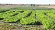 Выращиванием лекарственных трав занялся фермер из Жетысу