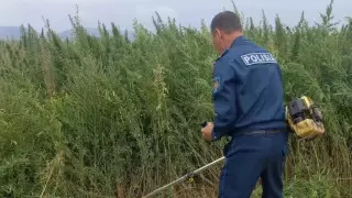 Полицейские выкосили коноплю в двух регионах