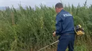 Полицейские выкосили коноплю в двух регионах