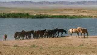240 тысяч гектаров земель вернули в госсобственность в Мангистау