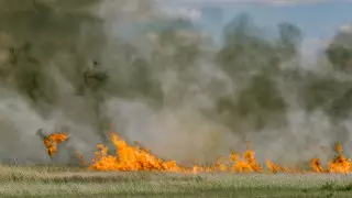 МСХ: пожары в Костанайской области не нанесли ущерб урожаю зерновых