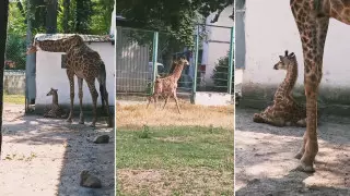 У пары жирафов в зоопарке Алматы родился малыш