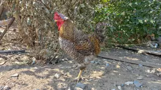 "Куры сгорели заживо, а петух выжил, только гребень опалил". Аманкарагаец рассказал, как спасал из огня животных