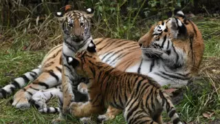 Как в Казахстане будут возрождать популяцию тигров