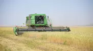 Как проходит уборка урожая в Акмолинской области