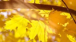 Бабье лето продолжается: прогноз погоды на 3 дня в Казахстане