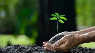 Высадка 2 миллиардов деревьев: часть денег потратили на авто и оборудование