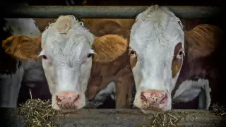 В регионах началась выдача микрокредитов сельским предпринимателям