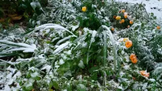 Первый снег выпал на севере Казахстана