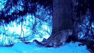 Снежный барс с двумя детенышами попал в объектив фотоловушки в Алматинской области