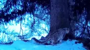 Снежный барс с двумя детенышами попал в объектив фотоловушки в Алматинской области