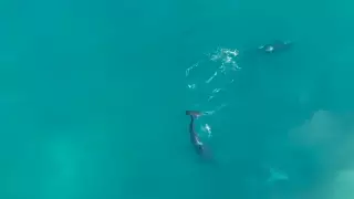 Ученым впервые удалось заснять охоту китов-убийц на больших белых акул