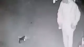 Суд вынес приговор прыгнувшему на голову котенку мужчине