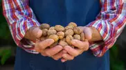 Врач перечислил самые полезные орехи для мужчин