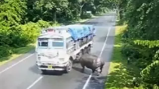 Столкновение носорога с грузовиком попало на видео