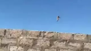 Выбросил котенка через забор: очередное видео из Мангистау