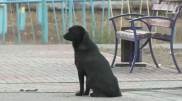 "Приходит в любую погоду". В Караганде разыскивают хозяина Хатико