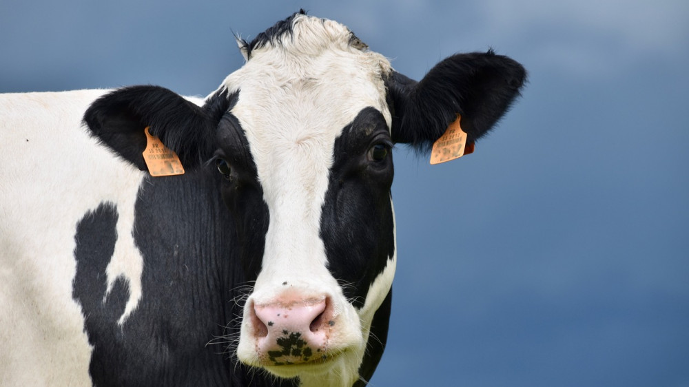 Массаж, педикюр: на ферме в Павлодарской области коровы наслаждаются роскошной жизнью