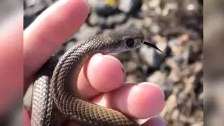 "Родилась в рубашке": 11-летняя австралийка по незнанию взяла в руки смертоносную змею