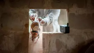 В Бельгии начали тренировать крыс для спасения людей из-под завалов