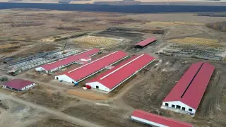 В СКО самая большая молочная ферма обеспечит молоком 30 тысяч человек