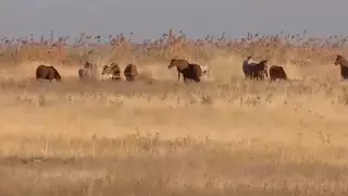 25 тысяч гектаров земли вернули в госсобственность в Жетысуской области