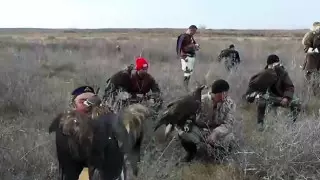 Казахстанец стал первым на чемпионате мира по охоте с ловчими птицами