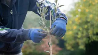 Гендиректор "Астана-Зеленстрой" признался в получении взятки
