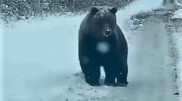 Гуляющего по дороге медведя засняли на видео в ВКО