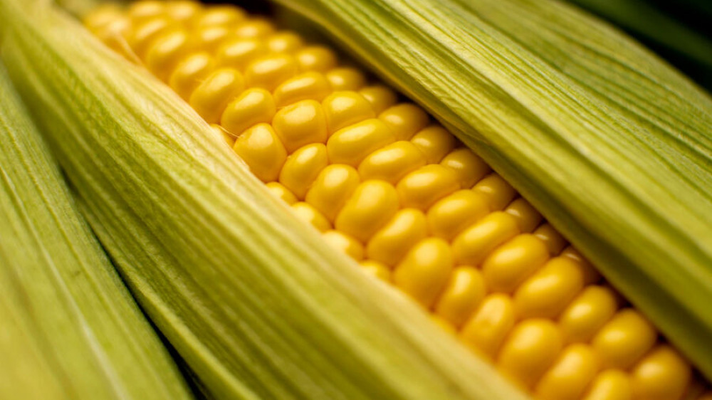 Назван сорт кукурузы, из которого получается полезный попкорн