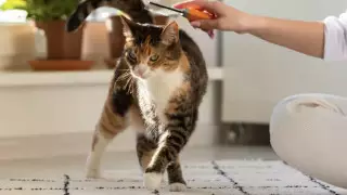 Чипирование собак и кошек бесплатно проводят в Астане