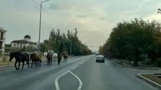 Табун лошадей выше Аль-Фараби возмущает алматинцев