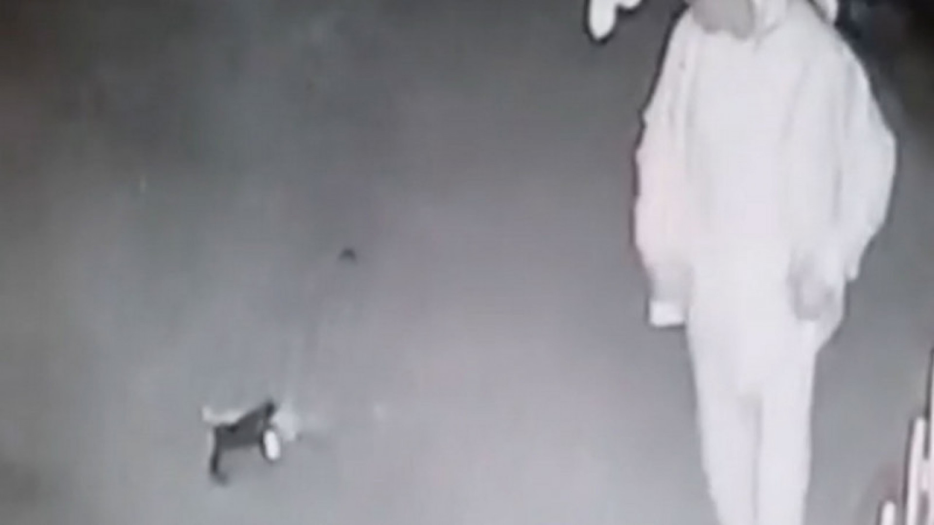 Прыгнул на голову кошке в Актау: суд вернул дело прокурору