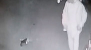 Прыгнул на голову кошке в Актау: суд вернул дело прокурору