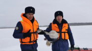 В СКО спасли замерзающих на озере лебедей