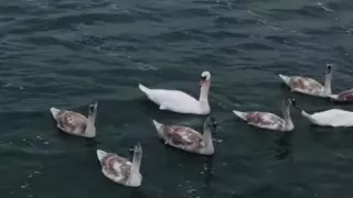 Многотысячную стаю лысух сняли на видео в Мангистау