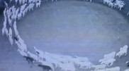 Овцы, движущиеся по кругу 10 дней подряд, напугали сеть
