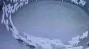 Овцы, движущиеся по кругу 10 дней подряд, напугали сеть