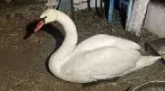 Раненого лебедя спас сельчанин в Карагандинской области
