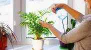 Как помочь комнатным растениям пережить зиму, рассказала флорист