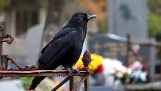 Кладбищенский вор сдавал могильные оградки на лом в Талдыкоргане