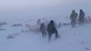 Потерявшихся в метель пастухов и 1300 овец отыскали в ВКО