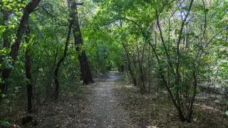 Когда реконструируют рощу Баума в Алматы